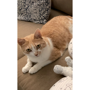 Lost Cat Simba