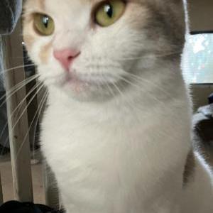 Lost Cat Mini