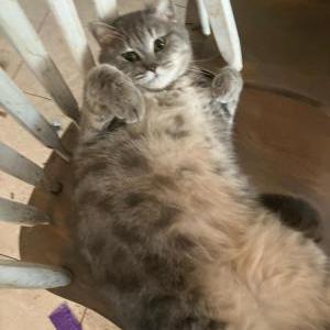 Lost Cat Tigger