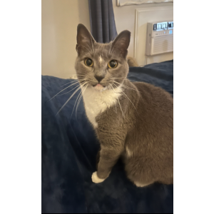 Lost Cat Lucy