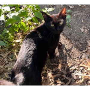 Lost Cat Cosmo