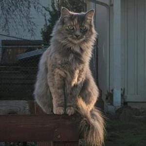 Lost Cat Pepper