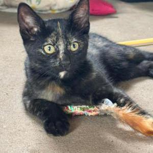 Lost Cat Birdie