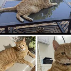 Lost Cat Stewie