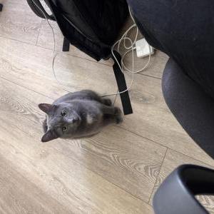 Lost Cat Stella