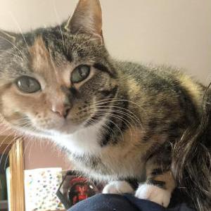 Lost Cat Pixie