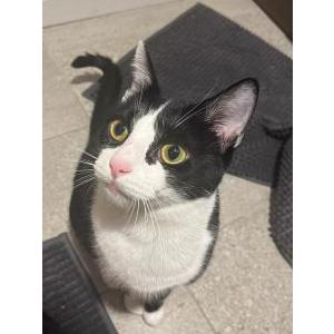 Image of Finnegan, Lost Cat