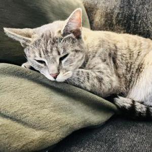 Image of Coco, Lost Cat