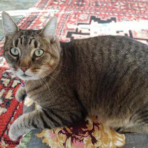 Lost Cat Foo