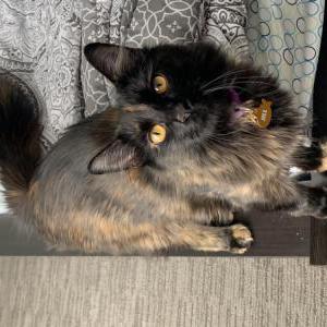 Lost Cat Jill