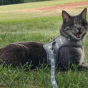 Image of Bugs, Lost Cat