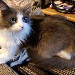 Lost Cat Jinx