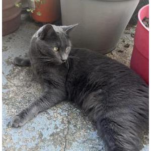 Lost Cat Nino