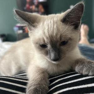 Found Cat Unknown
