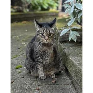 Lost Cat Locke