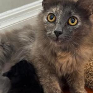 Lost Cat Helvetica