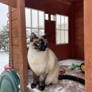 Lost Cat Marshmallow