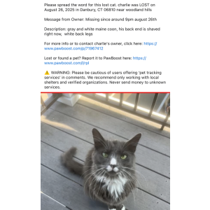 Image of charlie, Lost Cat