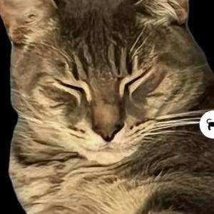 Lost Cat Vinny
