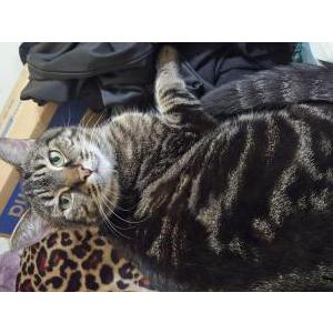 Lost Cat Lucifer