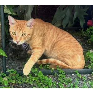 Lost Cat Tobi