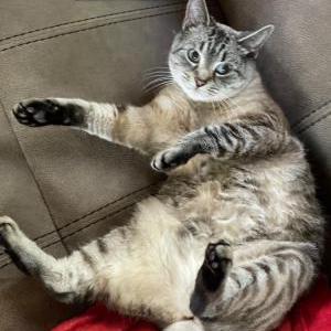Image of Deeboo, Lost Cat