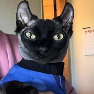 Image of Wade Wilson, Lost Cat