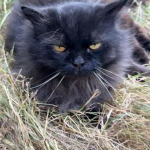 Lost Cat Boombie