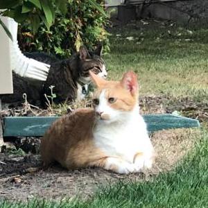 Lost Cat Oliver
