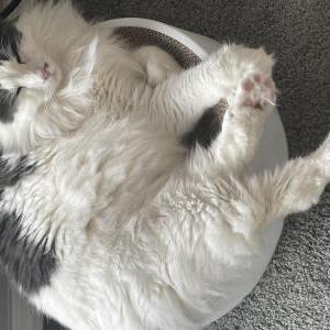 Lost Cat Samuel