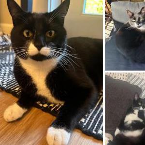 Lost Cat George