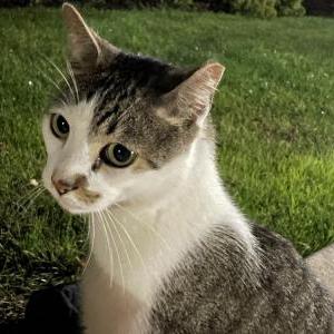 Found Cat Unknown