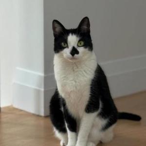 Lost Cat Zoet