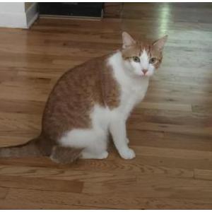 Lost Cat Obi