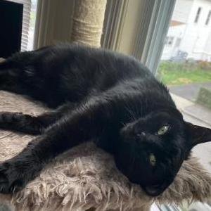 Image of Journey/Agatha, Lost Cat