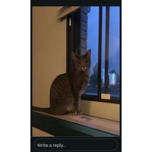 Lost Cat Kitty/Squirt