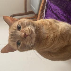 Lost Cat Honey