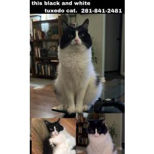 Lost Cat Gustav