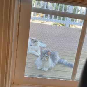 Found Cat Unknown