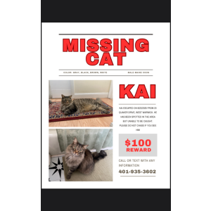 Image of Kai, Lost Cat