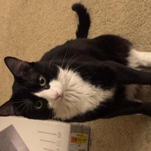 Lost Cat Sylvester