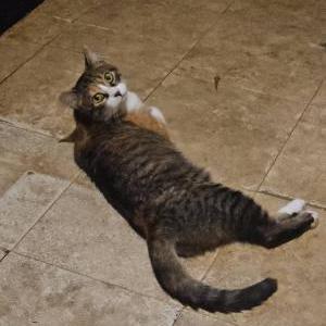 Image of Quinn, Lost Cat