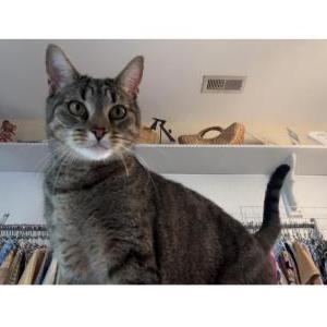 Lost Cat Frankie