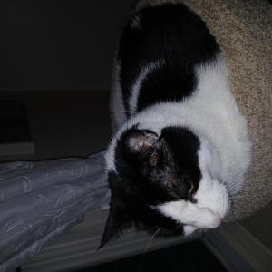 Lost Cat Bella