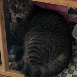 Lost Cat Caramel