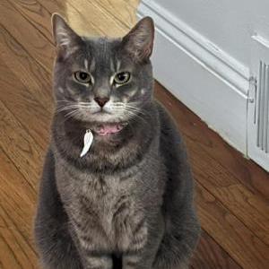Lost Cat Nata