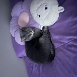 2nd Image of Nata, Lost Cat