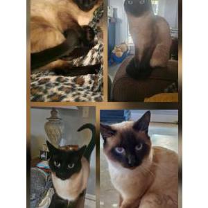 Image of Bailey, Lost Cat