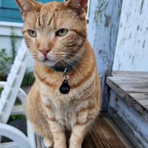 Lost Cat Simba
