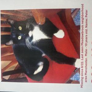 Lost Cat Peter